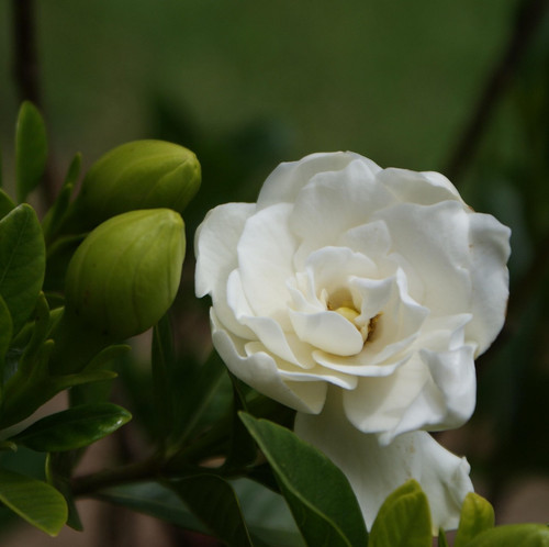 flower 7857872 1920.jpg
