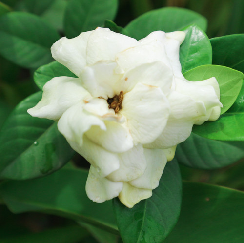 vecteezy white gardenia flowers cape jasmine gardenia jasminoides 38267038.jpg