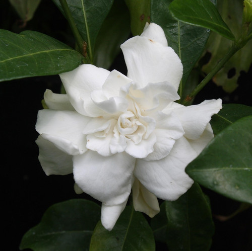 gardenia 6016464 1920.jpg