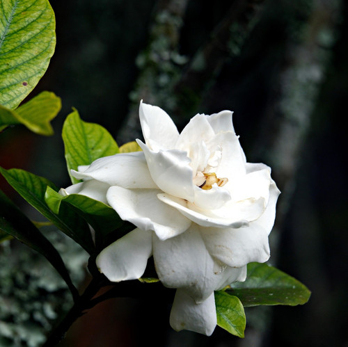 flower 7067140 1920.jpg