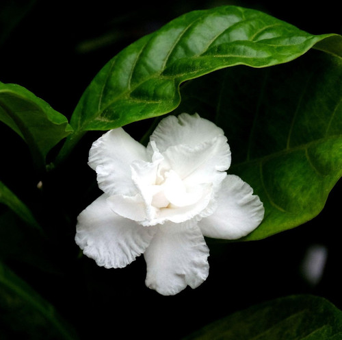 gardenia 6479634 1920.jpg