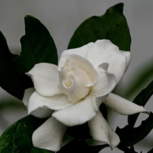 flower 6934306 1920.jpg