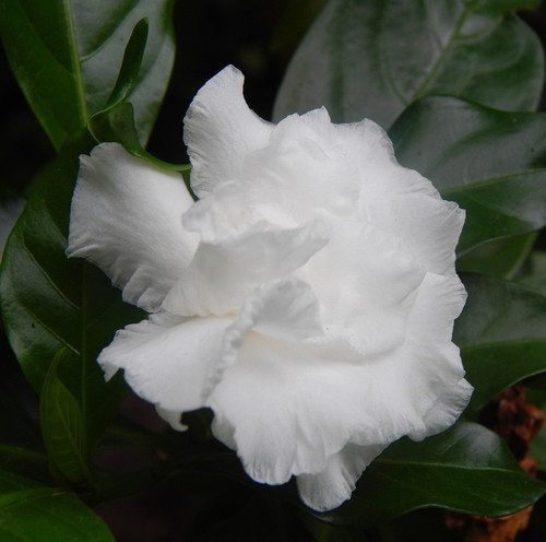 gardenia 2633393 1920.jpg