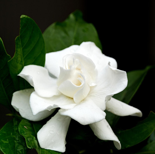 gardenia 6934308 1920.jpg