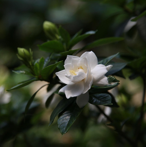 gardenia 3520314 1920.jpg