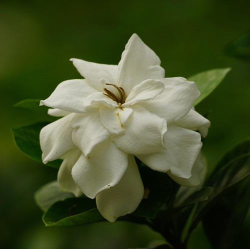 flower 8715550 1920.jpg