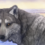 DelicateDawn Thumbnail.png