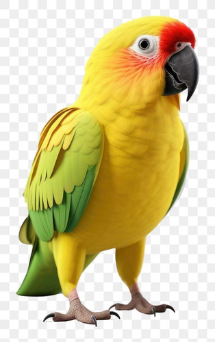 Download premium png of PNG Parrot parrot animal bird by Chotika about png, animal, cute, bird, and .jpg