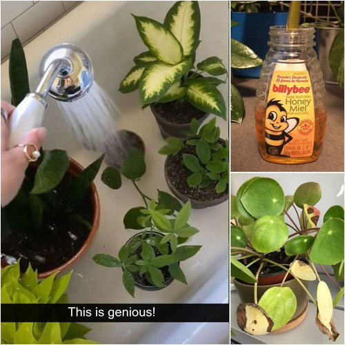 plant.jpg