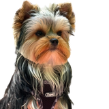 mya.png