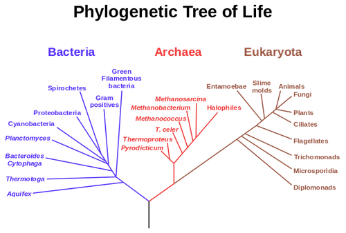 600px Phylogenetic tree.png