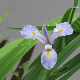 iris 96f06136df7a415550b90e443771d0b5b0cd990b503b64cc4987f5cb6797fa9b.jpg