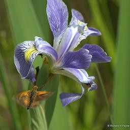 iris fe6614752d2fac2e7318af6fa3f00842c04334082848da76a189e466ae489d93.jpg