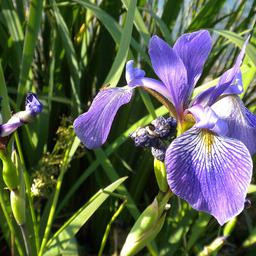 iris f22d4b9605e62db13072246ff6925b9cf0240461f9dfc948d154b983db4243b9.jpg