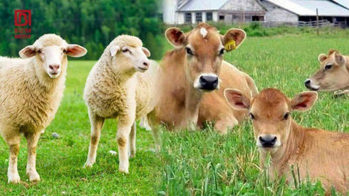 480520717 965328155785400 7564215585460878113 n.jpg? nc cat=105&ccb=1 7& nc sid=833d8c& nc ohc=AsUnE.jpg