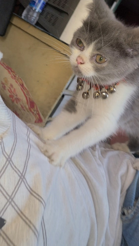 Screenshot 20250318 170720.jpg