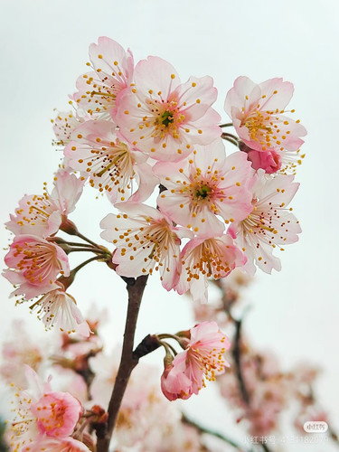 Camera XHS 17422981691221040g008310g3c80gme4g5okoeln8cev2b2catig.jpg