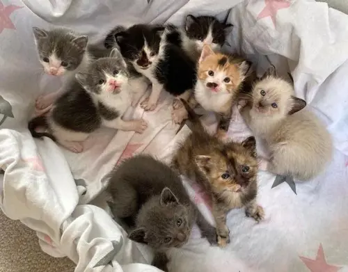 cats.webp