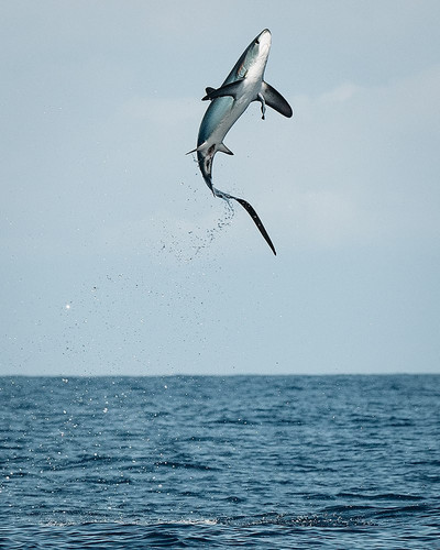 800px Thresher shark jumping.jpg