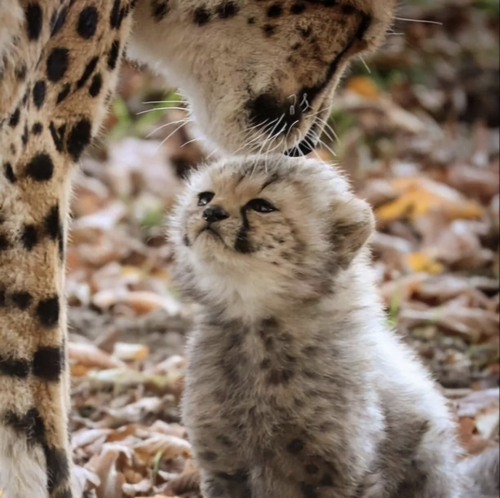 image 1742261355405.png