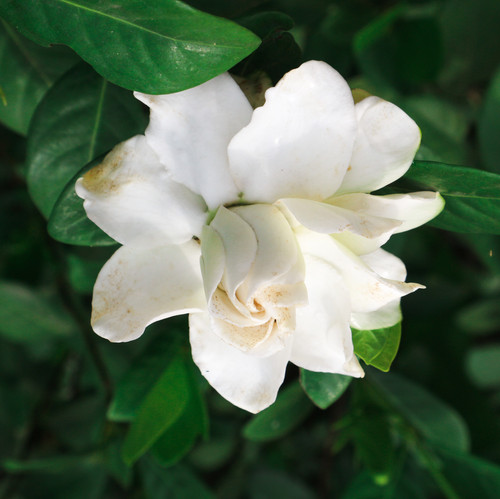 vecteezy white gardenia flowers cape jasmine gardenia jasminoides 38267051.jpg