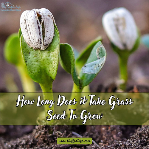 How Long Does it Take Grass Seed To Grow.jpg