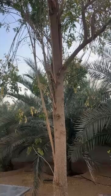 vd 3jR8QGlmZThBC.jpg