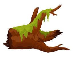 tree reck.jpg