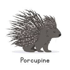 porcupine.jpg