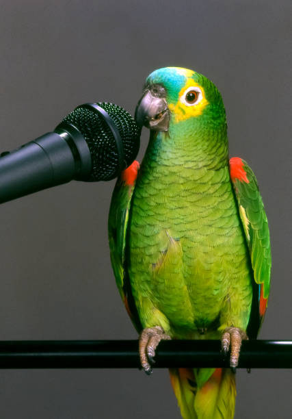 brazilian parrot talking into the microphone on gray background.jpg