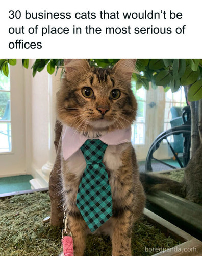 cats in bussiness attire.jpg