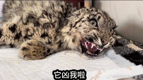 img 17423026511923688c6e8e1f1bcd691d2afaba2030726b2b7bf086b1e24c8241abc0738fae2c8.jpg