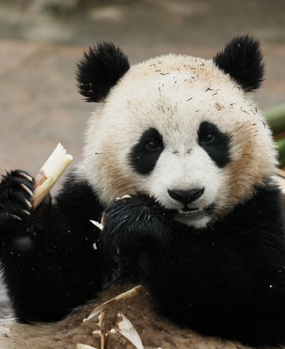 Screenshot 2025 0319 013303.png