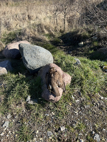 IMG 0348.jpg
