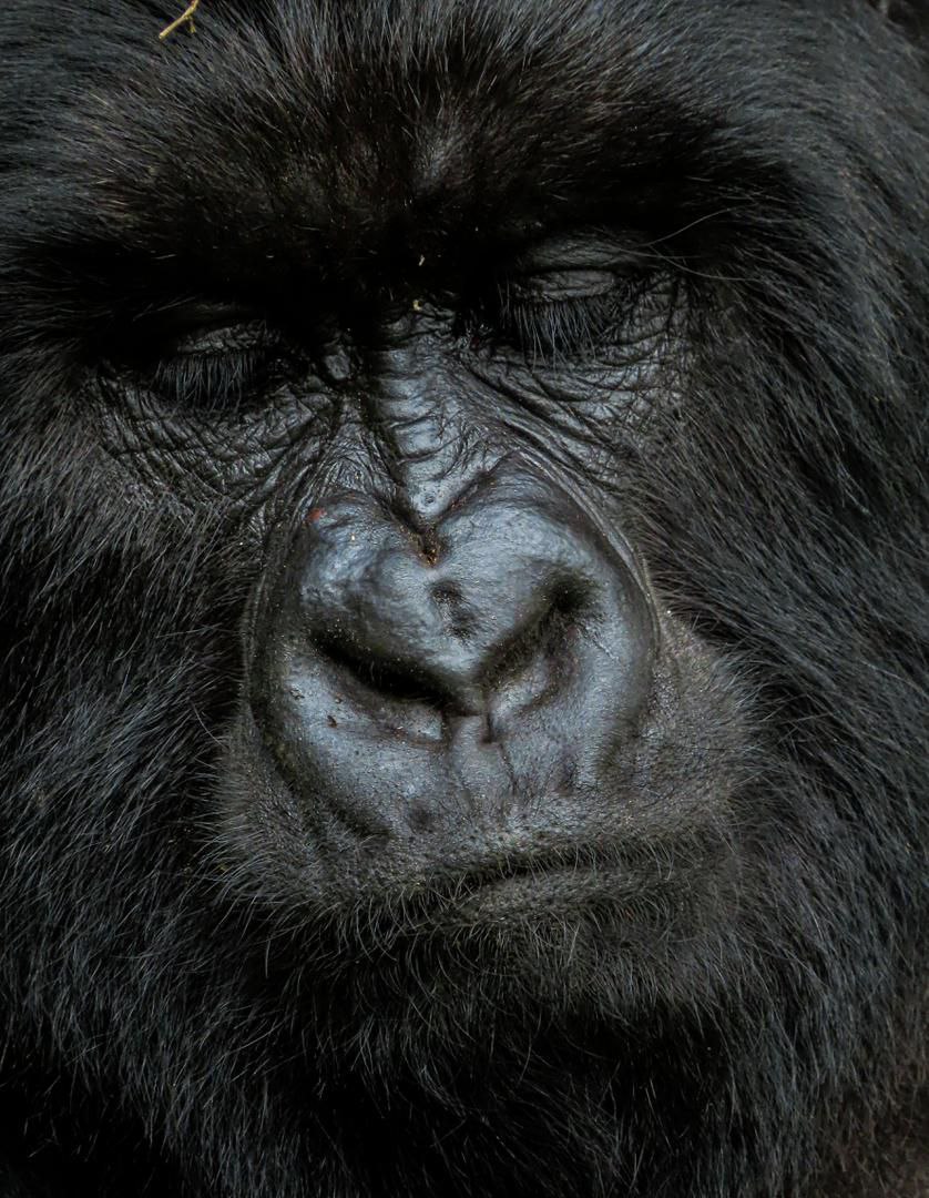Bwindi Impenetrable Forest