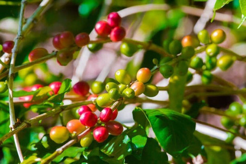 yes perennial yes s hybrid coffe.jpg