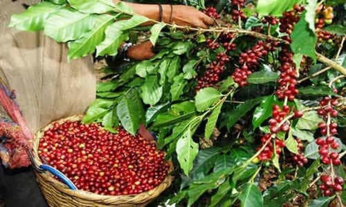 no perennial yes coffee plant cf.jpg