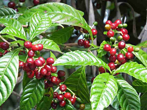 coffee plant 01 click to purchas.jpg