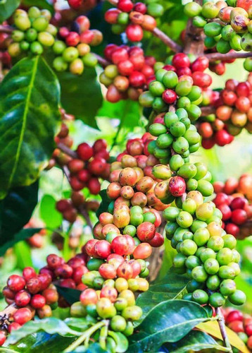 no perennial yes natural coffee.jpg