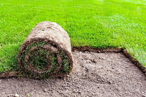 1000 lawn grass 1000 countgreen.jpg