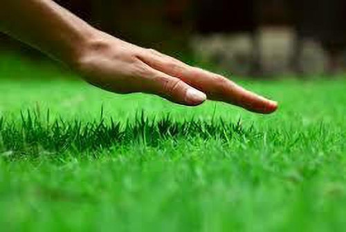 5000 korean grass seeds wequalit.jpg