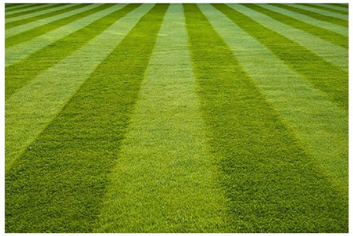 9000 bermuda grass seeds wequali.jpg