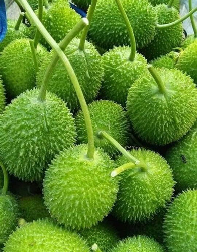 18 kantola seeds combo seedsqlty.jpg