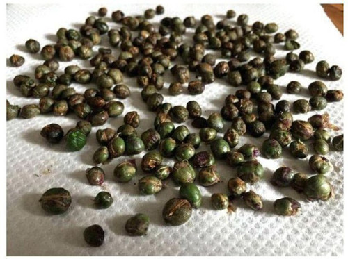 3 curry leaves seeds curry leave.jpg
