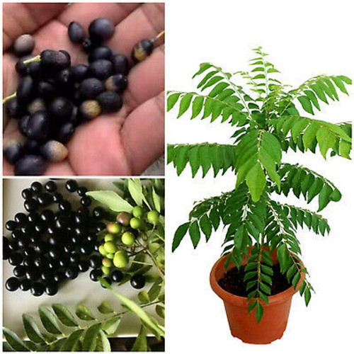 20 curry leave plant seed kadi p.jpg
