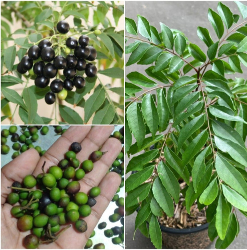 21 kari patta seeds karuvepillai.jpg