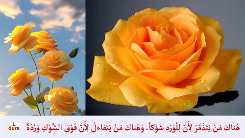 cap R 00 00 03 01 ١٢٥٢١٣