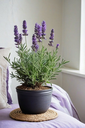 12 Best Indoor Plants For Mental Health.jpg