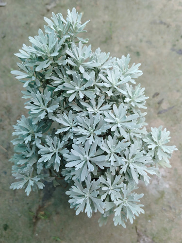 IMG 20250527 103211.jpg