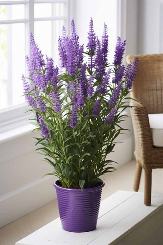 How To Grow Your Own Indoor Lavender Plant!.jpg